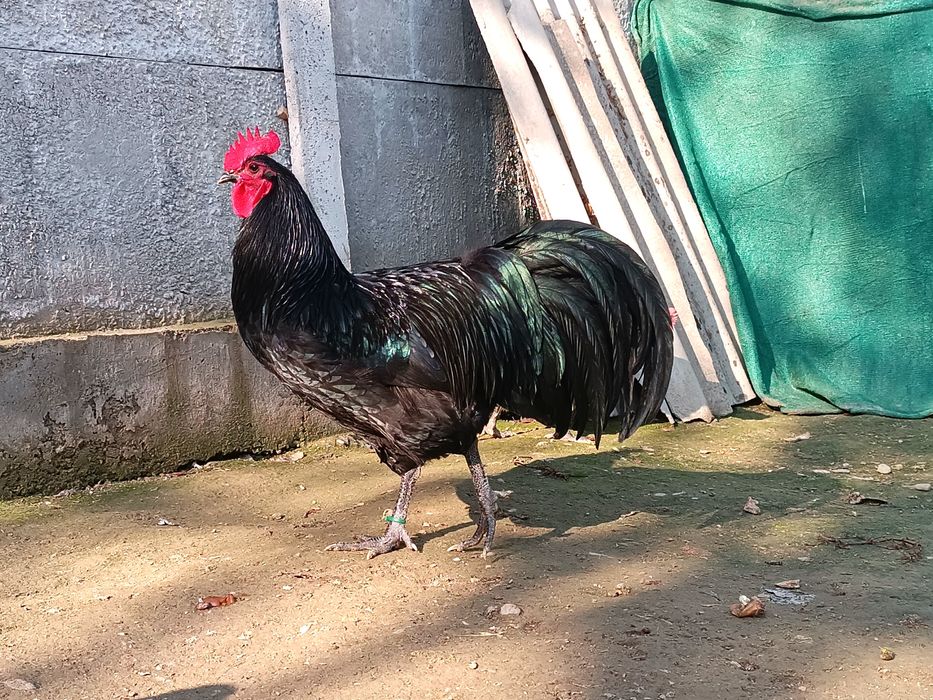 Австралорп руминя продаю яйцо 25.-30. тисч ...