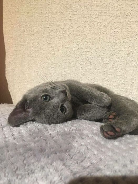 Русская голубая кошка