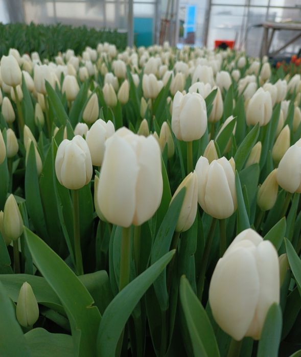 Тюльпаны к 8 марта