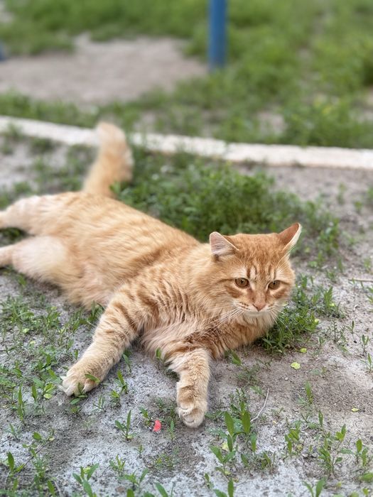 Котик в добрые руки