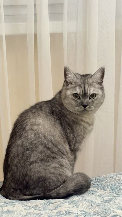 Кошечка ищет дом
