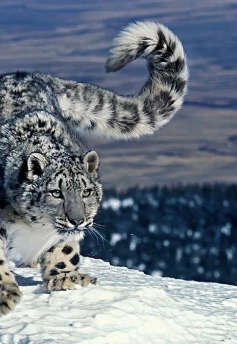 Цемент в мешках по 50