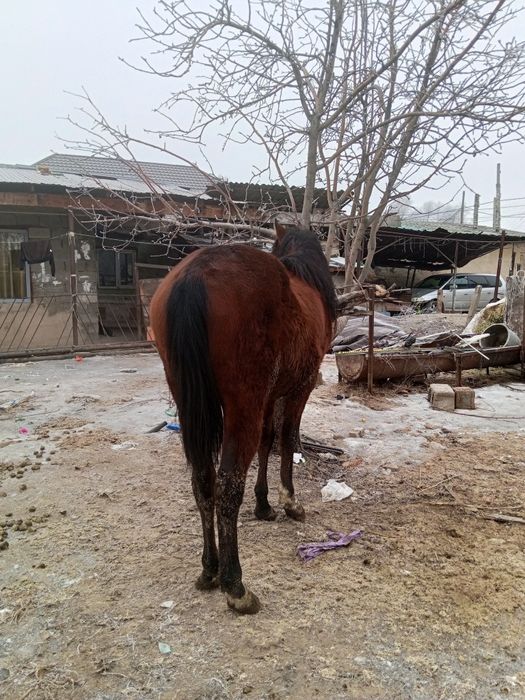 Продам жеребеца 3,5 года