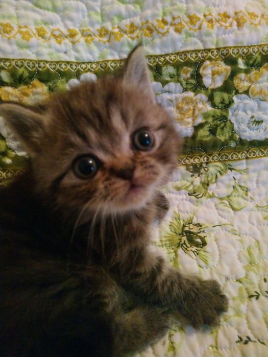 Продам котёнка экзот