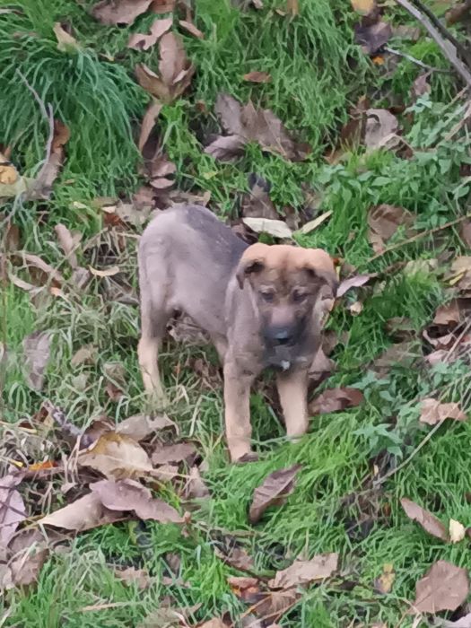 Подарява се бебе Бруно