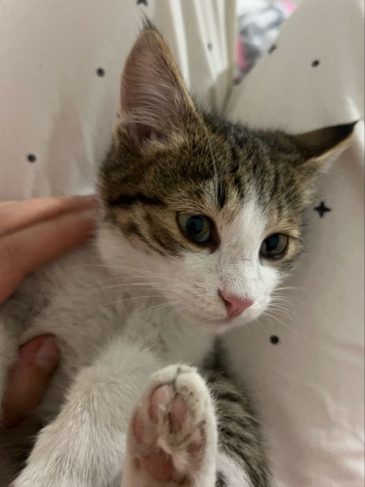 Отдам котенка бесплатнр