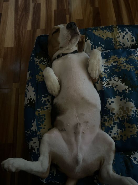 Очаровательный щенок бигля ( триколор )  ищет заботливую семью!