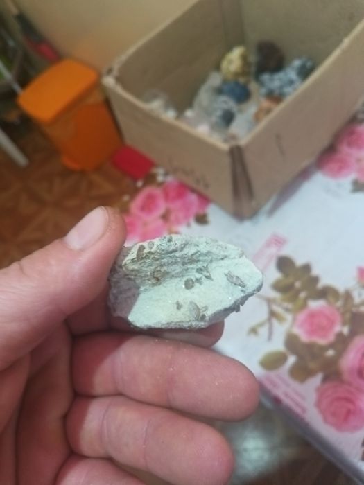 Flori de mina  din străinătate