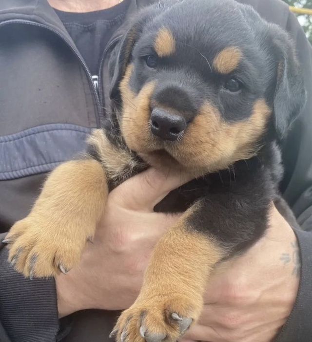 Продам щенков Ротвейлера