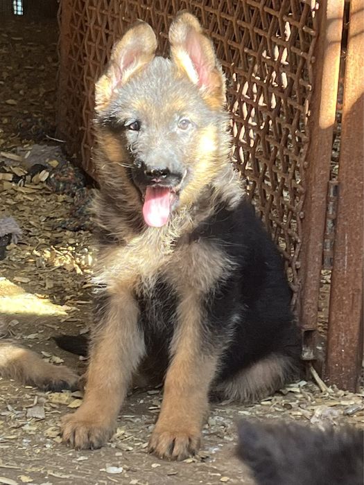 Щенки немецкой овчарки