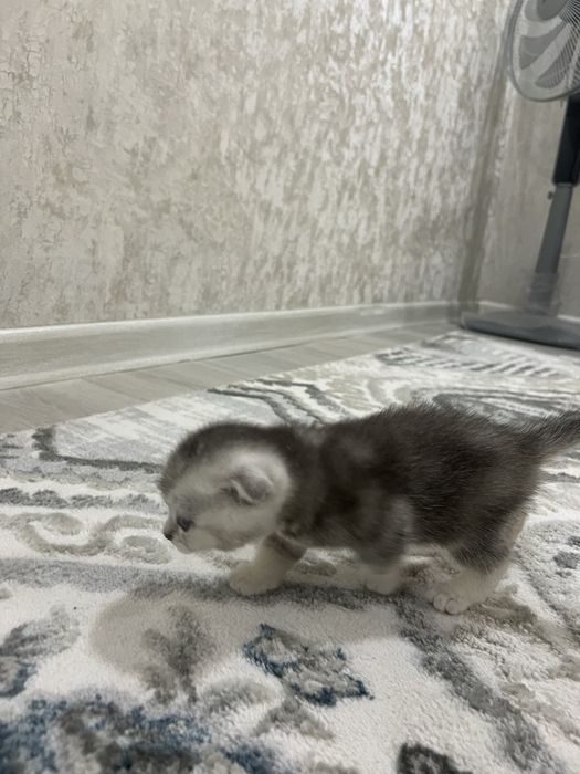 Серебристая вислоухая шиншила