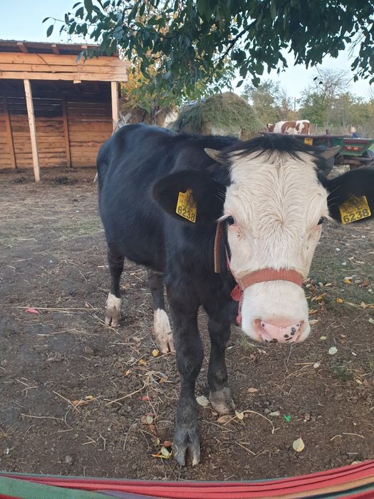 Vând vitea de 7 luni