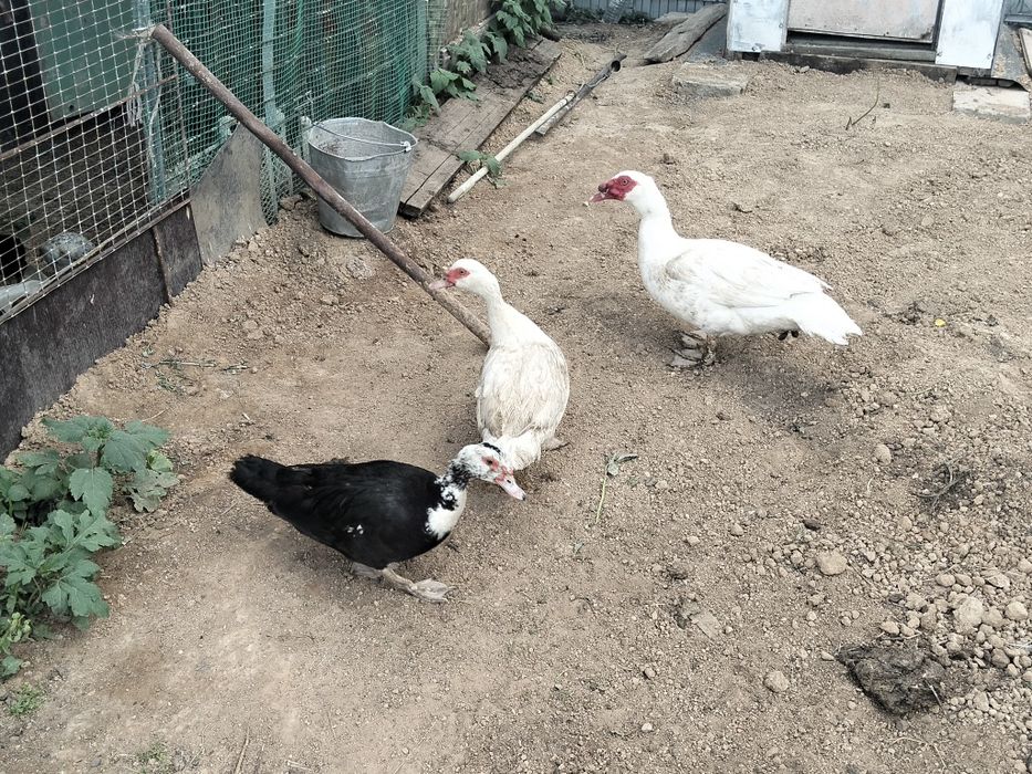 Продам семью Индоуток