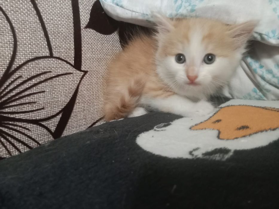 Котята бесплатно