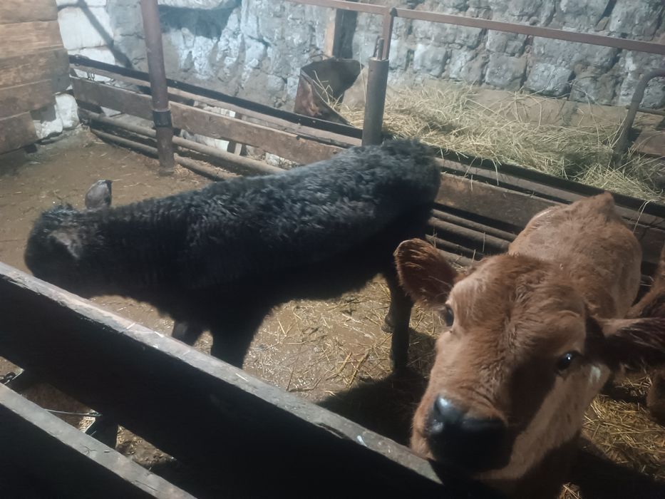 Продам телят ...