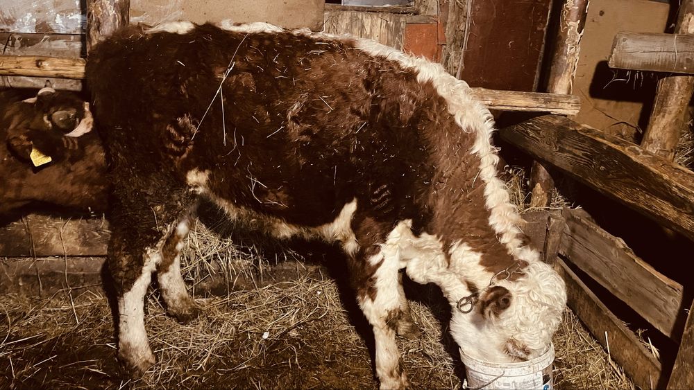 Продам бычков породистых