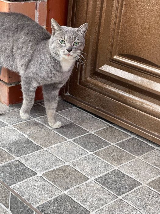 Найден кот, 100% домашний, ищем хозяев