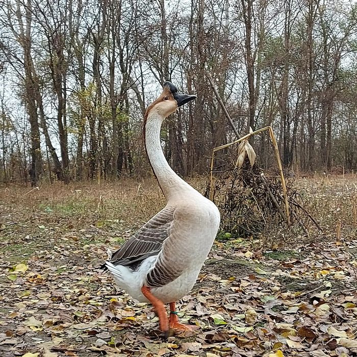 Ouă gâște chinezesti rasă pură