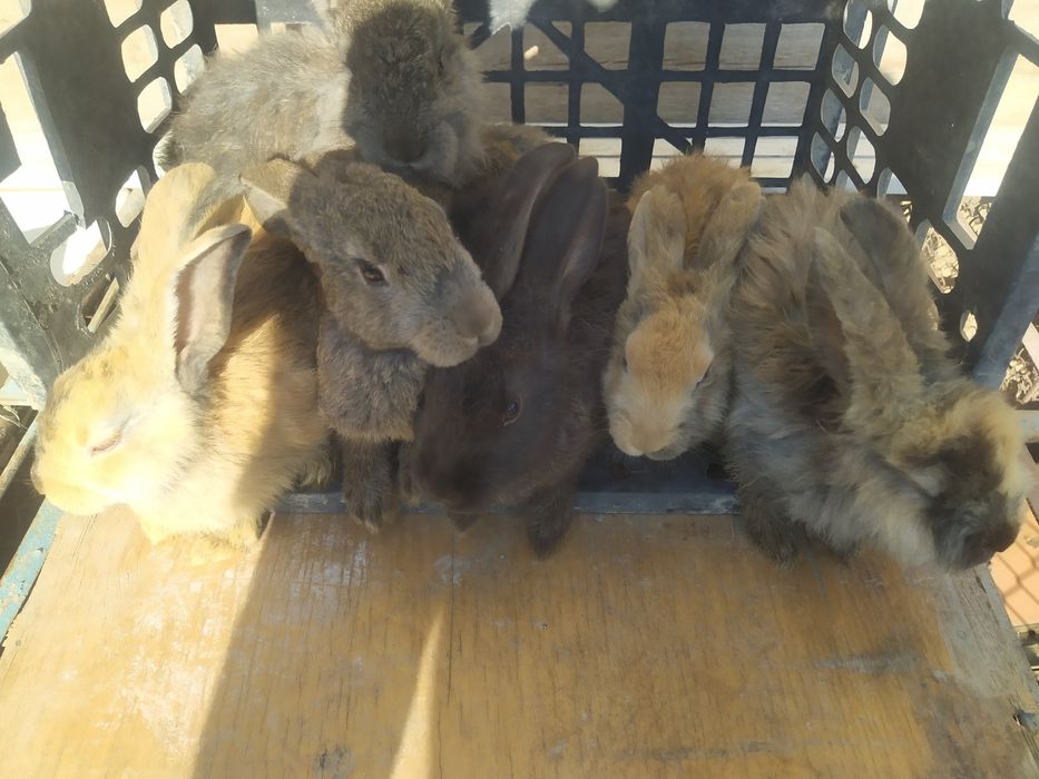 Продаются кролики