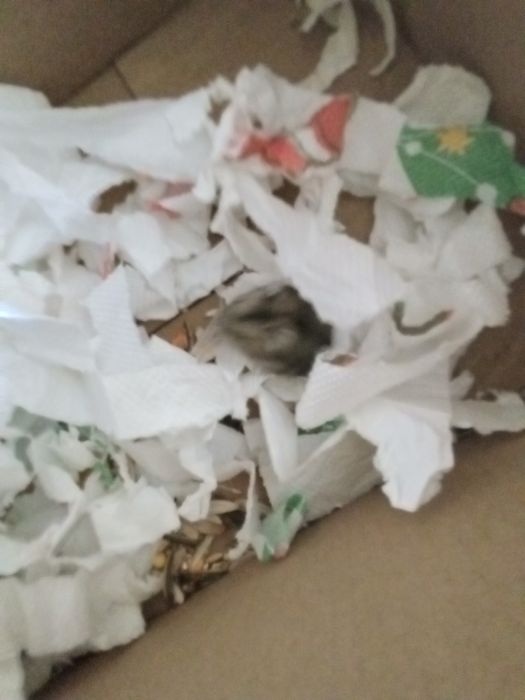 Vand 2 hamsteri pitici
