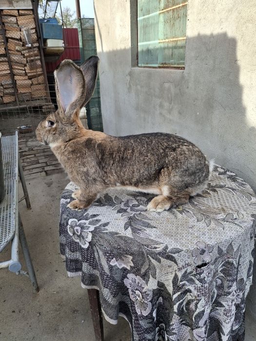 Iepuri uriaș gri german