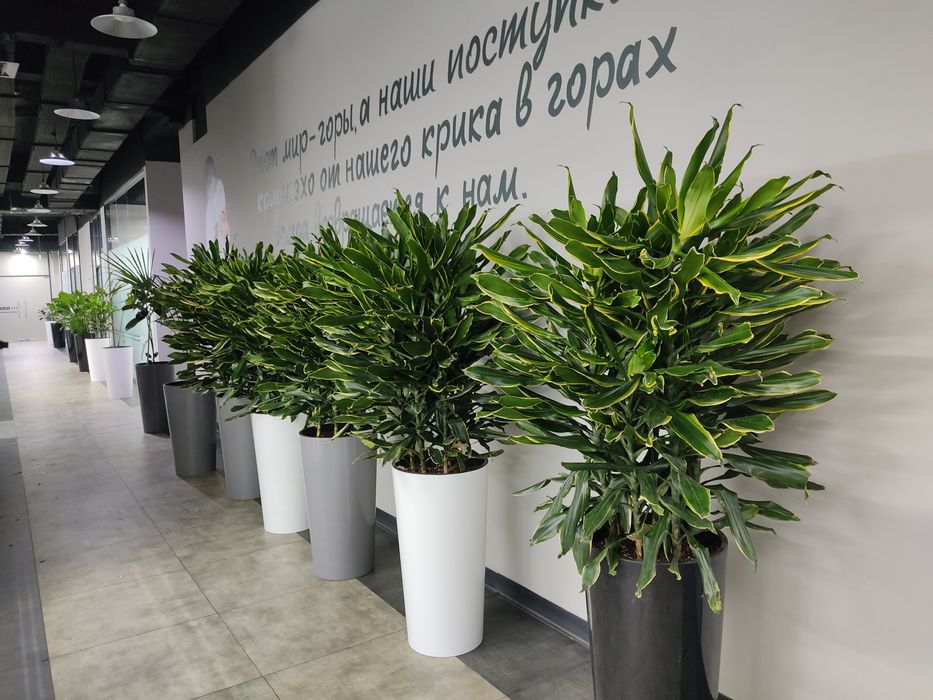 Уход за комнатными растениями