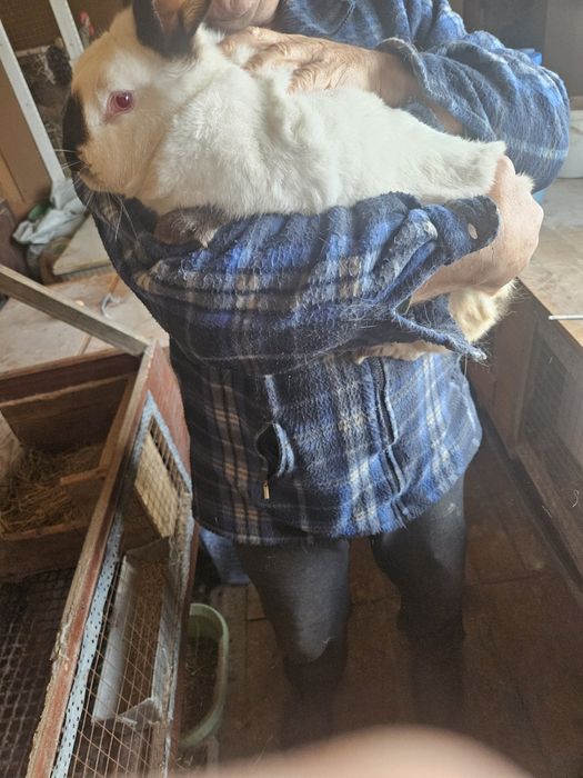 Продам кроликов разных пород