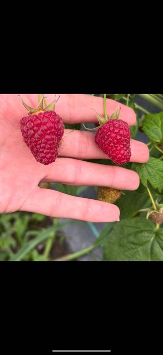 Dulceață de zmeură