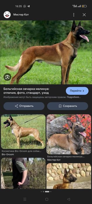 Пропала собака! Будем рады любой информации!