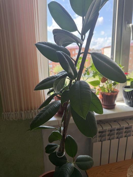 Комнатные растения