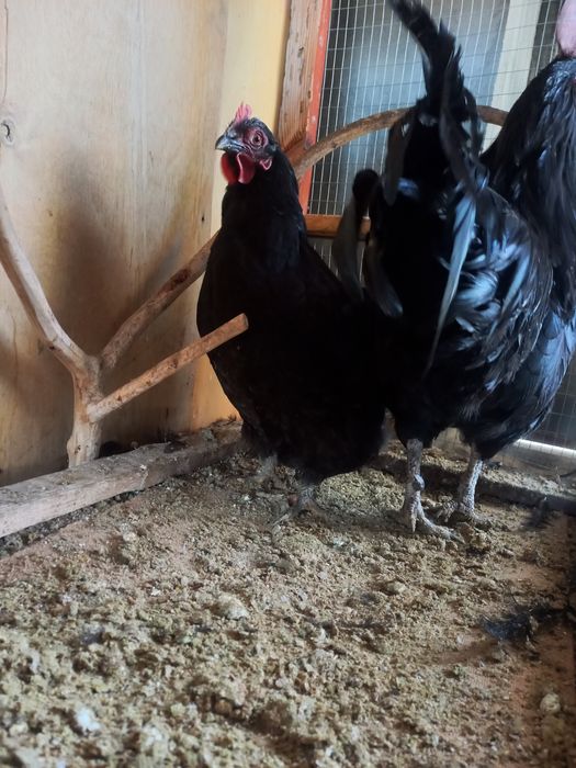 Хуроз товук сотилади.