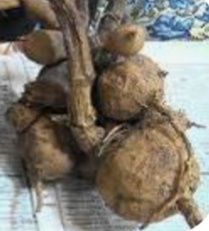 Клубни георгинов