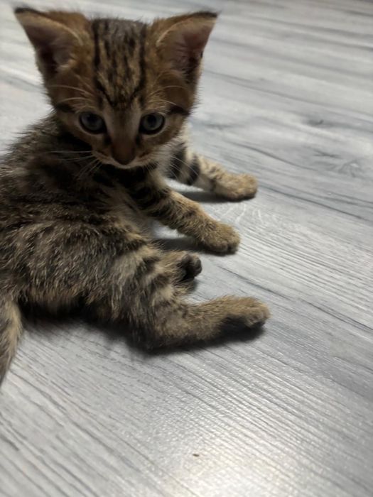 Отдам котят в хорошие руки!