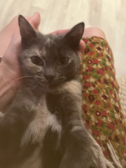 Отдам котенка девочку в добрые руки