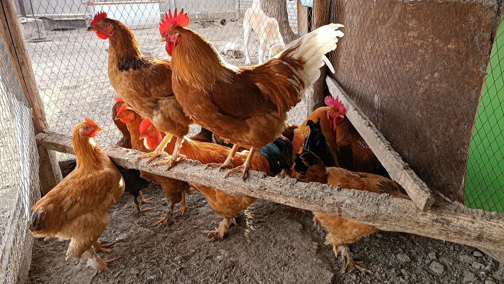 Қораз ,Петухи сатылады