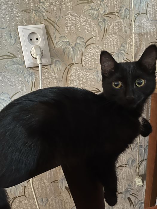 Кошка, ей 9-10 месяцев