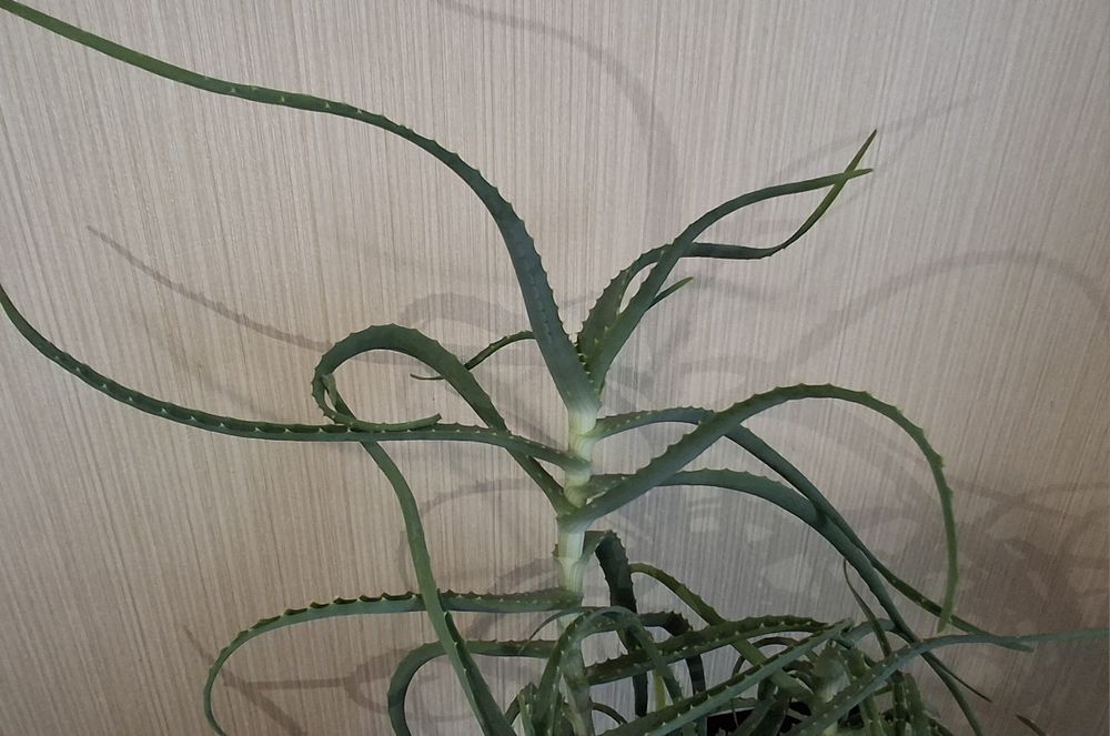 Цветок алоэ 4 года