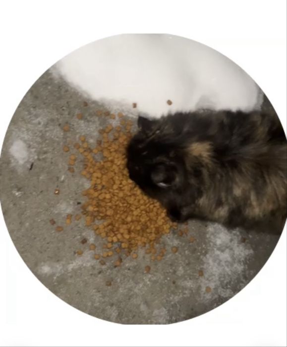 Кошечка, породистая трёхцветная