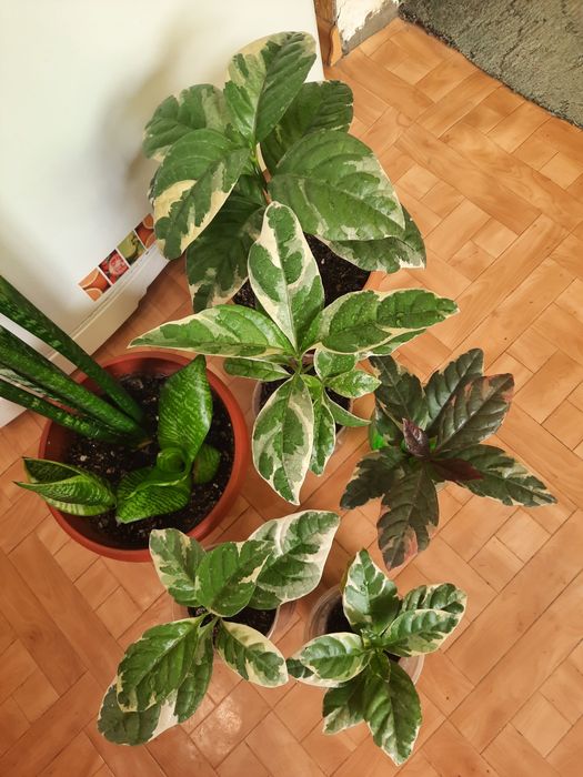 Комнатные и офисные цветы.