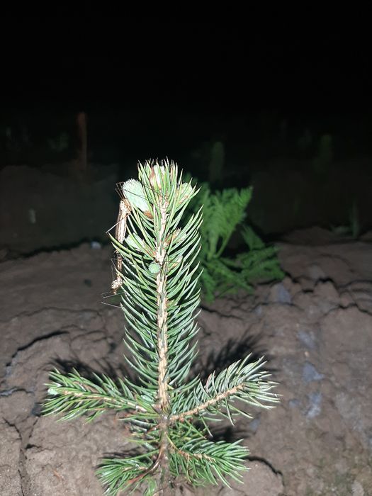 Гoлубая Ель сенсалари сотилади Селбериский нави Мовий оқ арча бўйи 10-