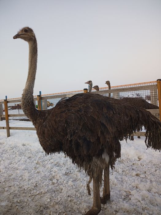 Vand struti Africani