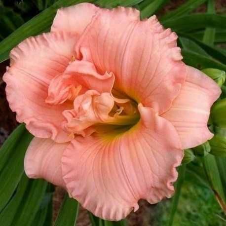 Hemerocallis crin de o zi Hosta crin de toamna