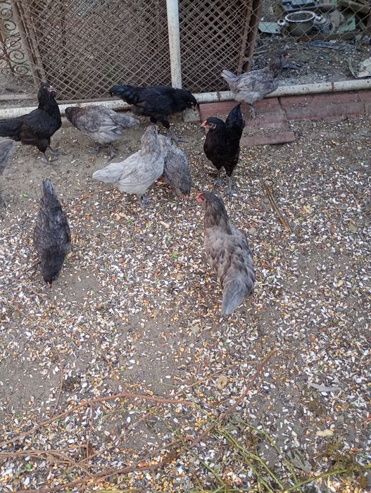 Ameraucana rasă pură tineret 2026
