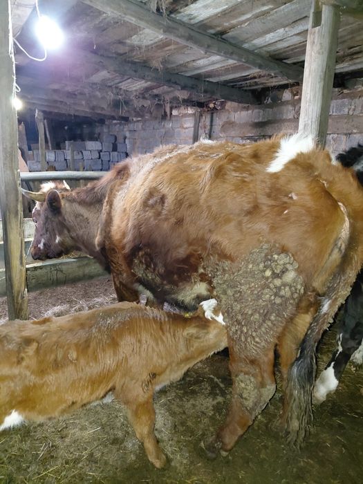 Бузаулы сиыр сатам