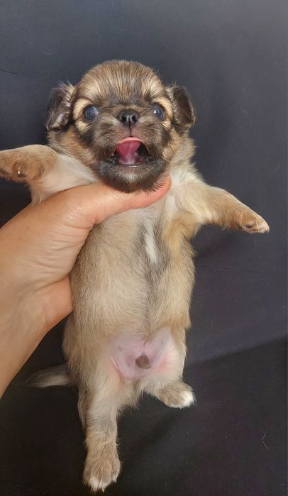 Продаю щенков чихуахуа