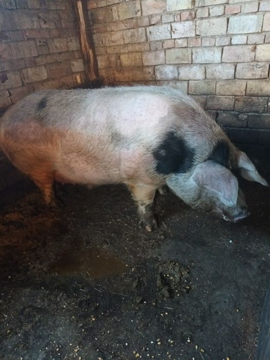 Мъжко неизкопено прасе