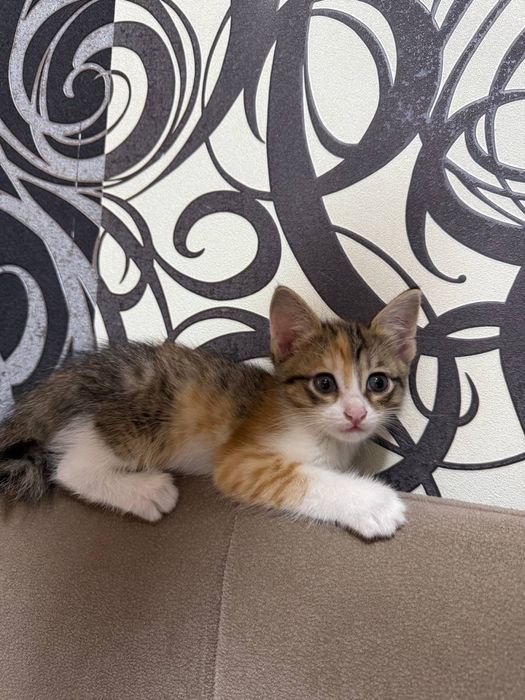 Домашние котята
