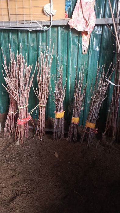 Көшет жемыс агаштары