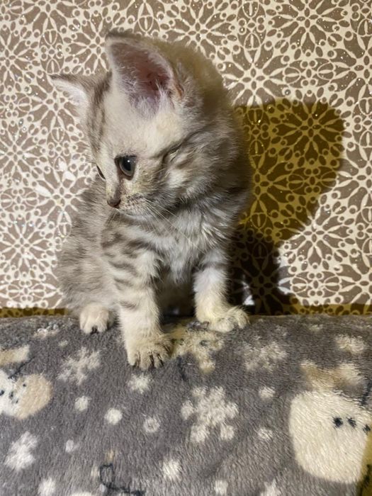 Продам шотландских котят