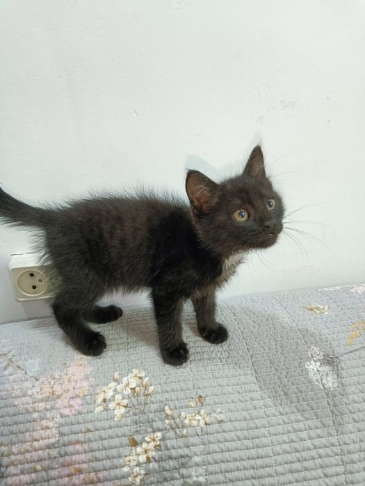 Котёнок, два месяца.
